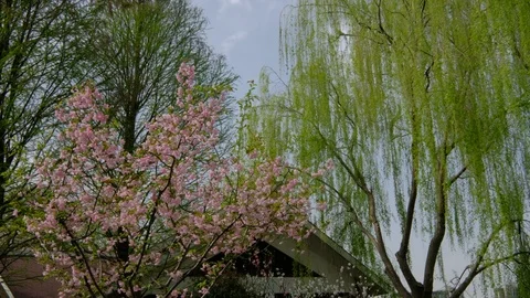 Green willows swinging in the wind under the blue sky 스톡 동영상 108976267