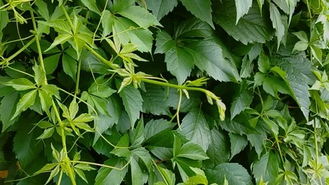 A green, winding maiden grape vine with delicate tendrils stretching through Stock Footage 337949169