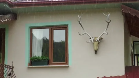 Green window and deer skull antlers Stock Footage 164288486