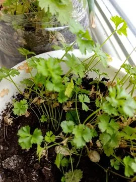 Green Windowsill Stock Photos