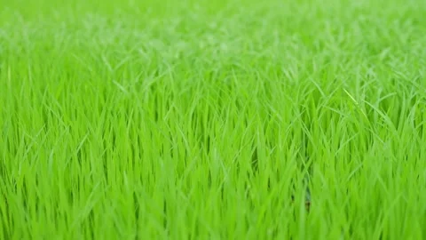 The green, windswept rice fields are refreshing Stock Footage 311365303