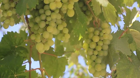 Green wine grapes Stock Footage 45573215