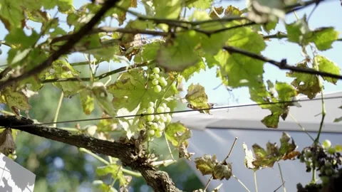Green wine grapes on grape vine Видео 261079392