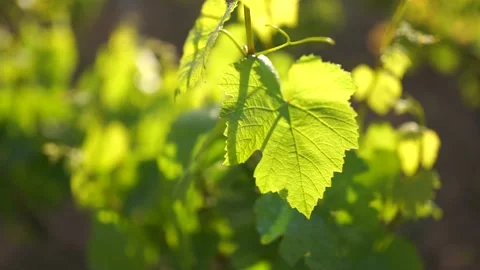 Green Wine Leaves Stock Footage 156461145