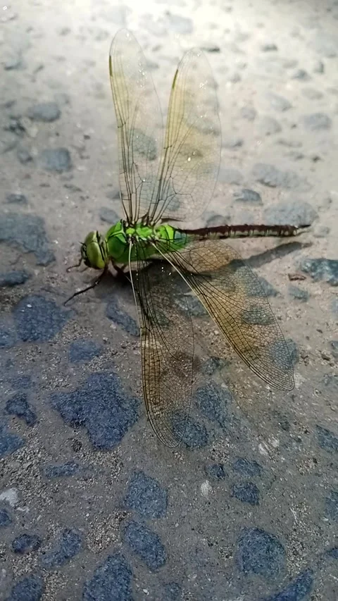 Green winged dragonfly Stock Footage 312936005