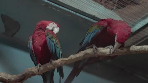 Green-winged macaw (Ara chloroptera) Stock Footage 328232786