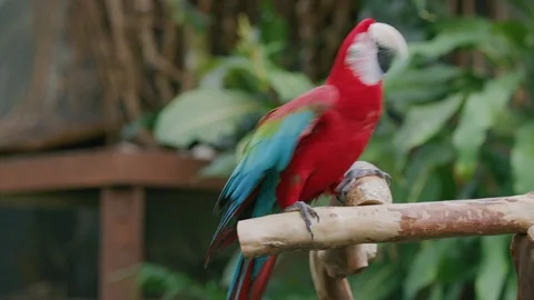Green winged macaw bird dancing Stock Footage 103397289