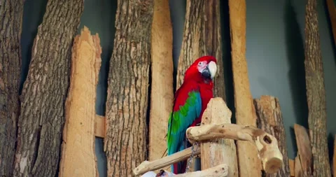 Green-winged Macaw in close-up with its vibrant plumage epitomizes exotic avian Stock Footage 260478588