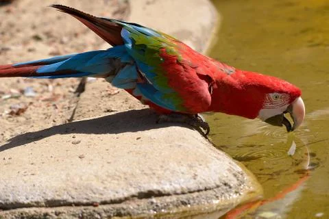 Green-winged macaw drinking Stock Photos