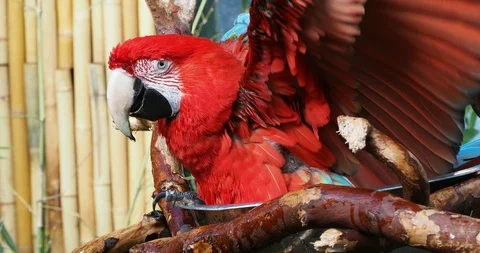 Green winged macaw Stock Footage 125448526