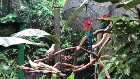 Green-winged macaw Stock Footage 141532531
