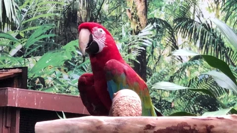 Green-winged macaw Stock Footage 141532700