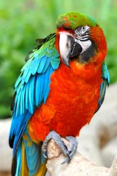 Green-winged Macaw  on perch Stock Photos