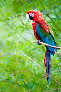 Green-winged macaw Foto stock