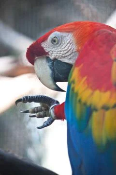 Green-winged macaw Stock Photos