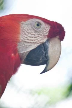 Green-winged macaw Stock Photos