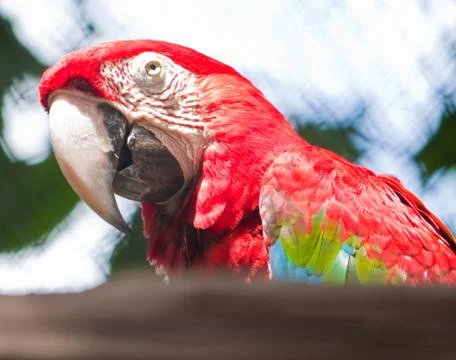 Green-winged macaw Stock Photos