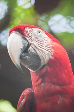 Green-winged macaw Stock Photos