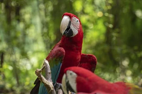 The green-winged macaw on tree branch 스톡 사진