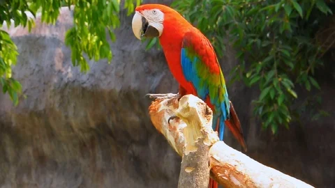 Green-winged Macaw on tree branches within the exhibit. Stock Footage 126227132
