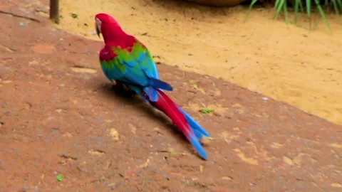 Green Winged Macaw Walking And Feeding On Ground In Brazil. Video stock 341915171