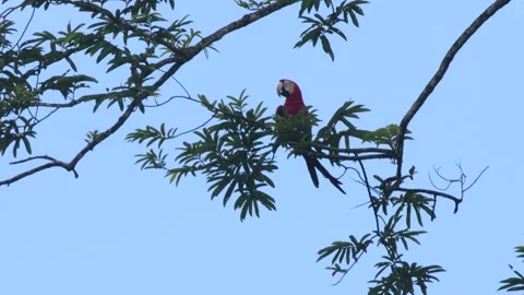 Green-Winged Macaw Walking on a Branch – French Guiana Stock Footage 313495121
