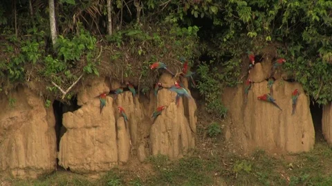 Green winged macaws flying away Stock Footage 83098320