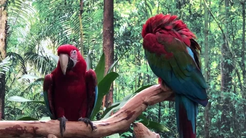 Green winged mascaw Stock Footage 141532337