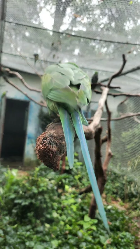 Green winged parrot with red beak walking far away on the branch in the zoo Stock Footage 287532603