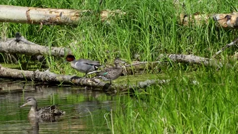 Green-winged Teal Duck Pair at Edmonton Lake. Video stock 282471649