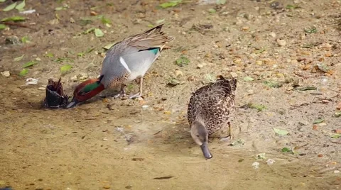 Green-winged Teal Ducks filter feeding in water in Florida, USA Stock Footage 46495018