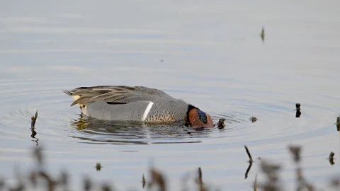 Green-winged teal feeding, dabbling in lake, slomo 4k Stock Footage 263391985