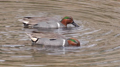 Green-winged Teal Stock Footage 35194458