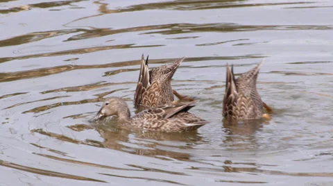 Green-winged Teal Stock Footage 35194470