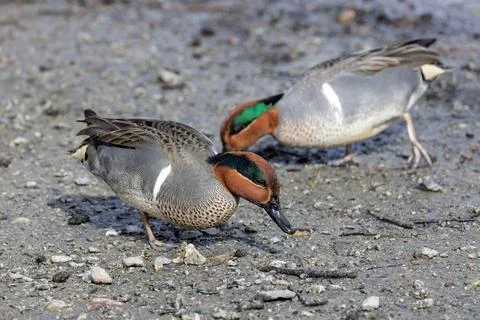 Green-winged teal Foto stock