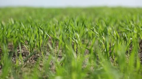 Green winter-crops. Stock Footage 22007471