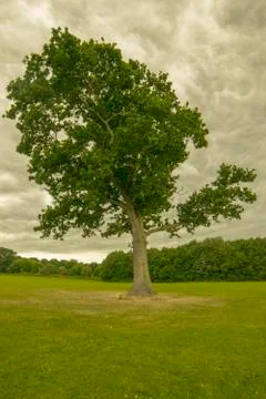 Green winter field with big tree Stock Photos