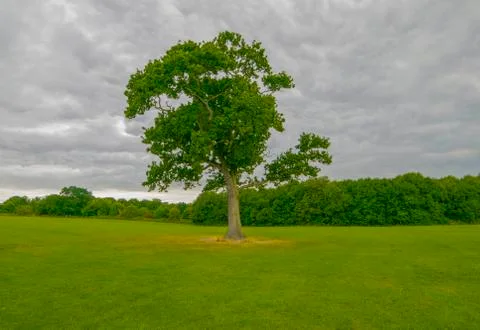 Green winter field with big tree Stock Photos