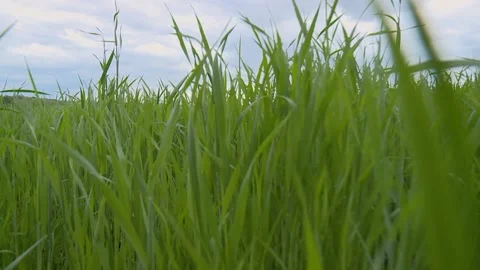 Green winter grass in the spring close up in motion Video stock 131446791