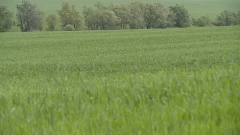 Green of winter grass in spring swaying in the wind. overall plan. Stock Footage 131446776