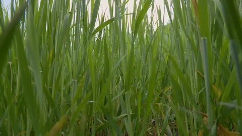 Green winter grass in the spring. a top down view. closeup Stock Footage 131446764