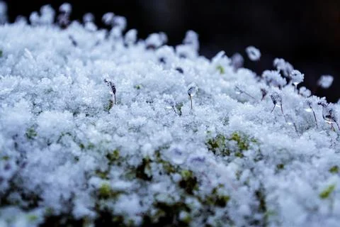 Green winter moss covered with a thin layer of snow Stock Photos