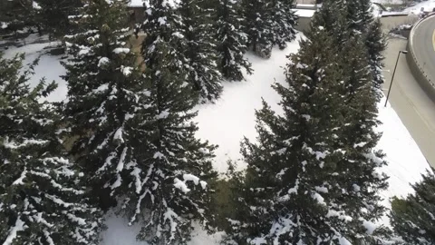 Green Winter trees and mountains - Drone camera goes up &amp; forwards Stock Footage 137931671
