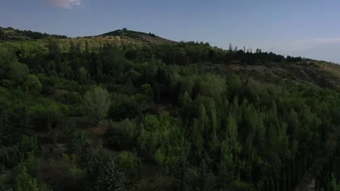 Green wood 1 Video stock 331597492