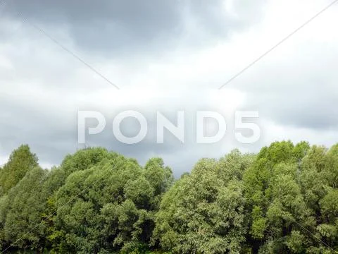 Green wood and lowering clouds Stock Photos