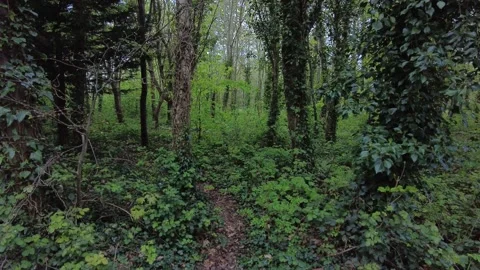 Green wood Stock Footage 153232786