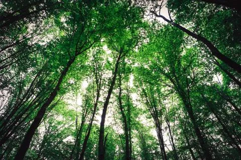 Green wood Stock Photos