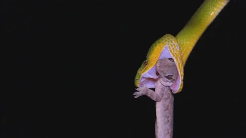 Green Wood Viper (Atheris chlorechis) swallows a lizard at night. 動画素材 106934065