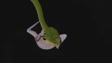 Green Wood Viper (Atheris chlorechis) swallows a lizard at night. Stock Footage 106934207