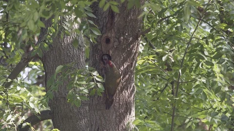 Green Woodpecker-1 库存影片 88299561